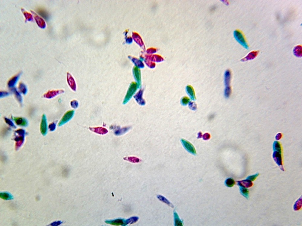 Euglena Whole-mount