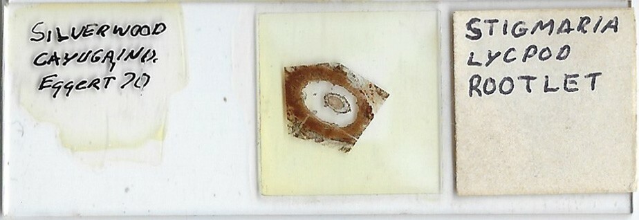 Stigmaria (Coal Fossil) Microscope Slide
