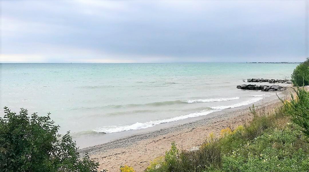 SM Genuine Driftwood Branches 1/2''- 6'' Bulk Lot 12 Pieces 4 DIY Wall Decor Art