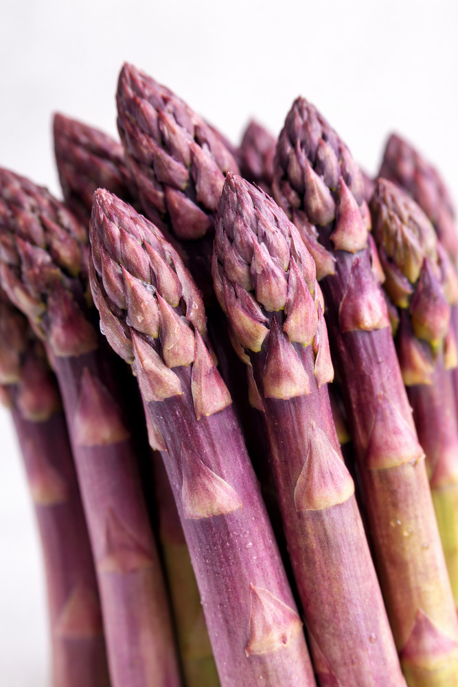 Purple Pacific Asparagus Crowns – 10 2-Year Bare Roots | Hand Picked Nursery