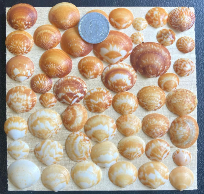 Shell from japan　Clams very small to small
