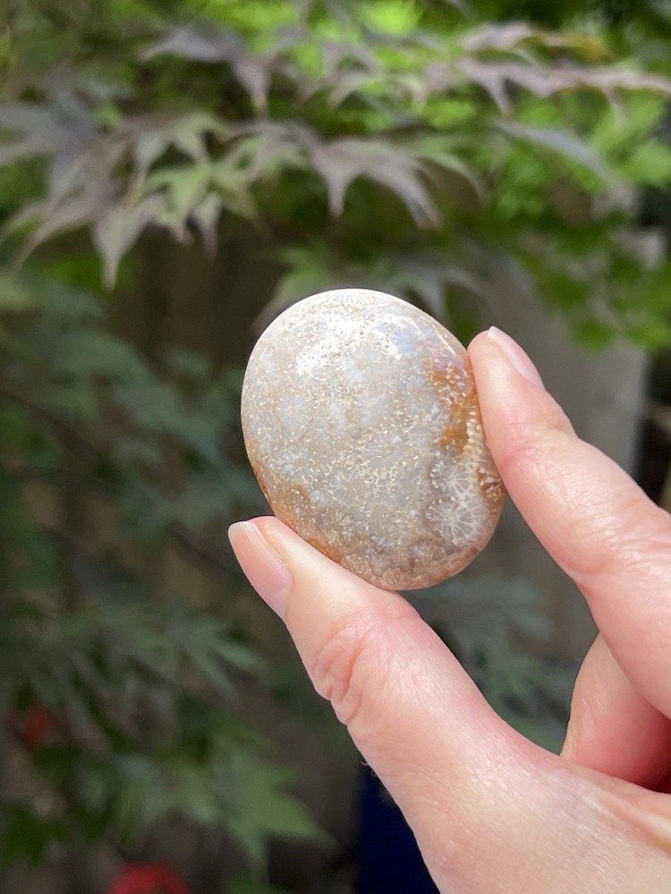 Fossilized Coral Crystal Palmstone AAA+ 28