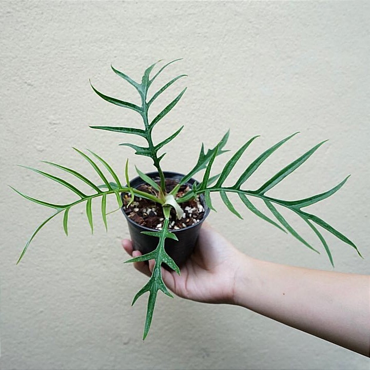 Philodendron Tortum + Phytosanitary Cert / DHL Express
