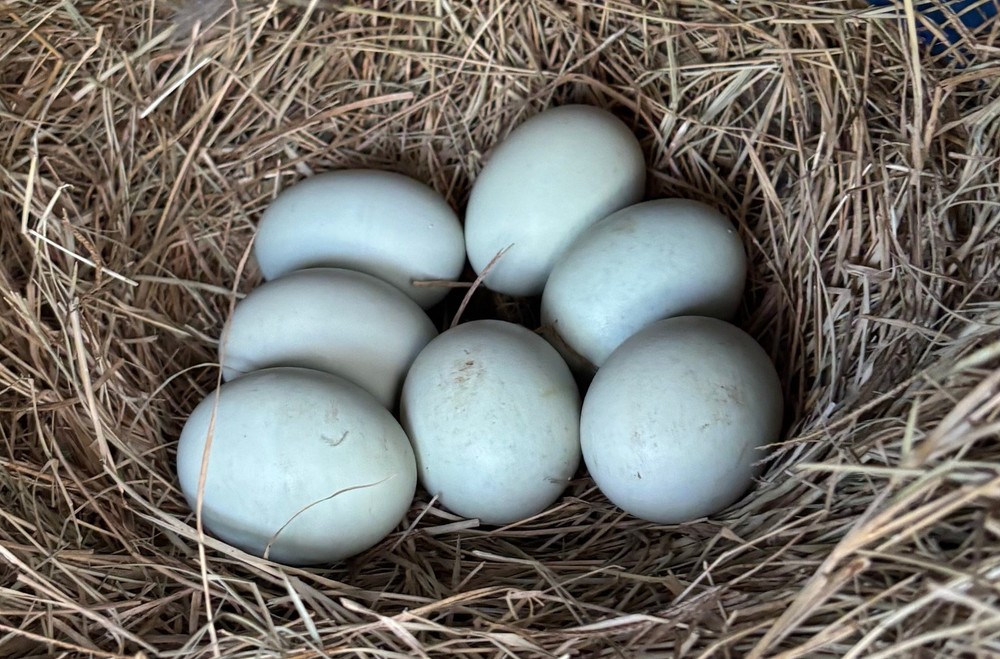 Splash Silkie Ameraucana Easter Egger Hatching Eggs | Blue & Green | Fertile