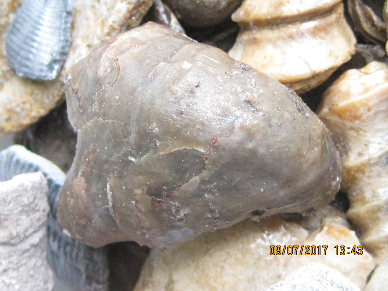 LOT OF 100 ASSORTED FOSSILS WHOLESALE