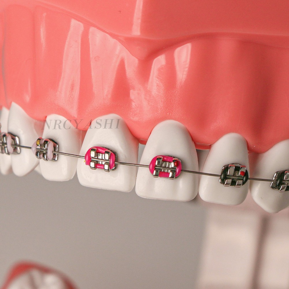 US Dental Typodont Demo Teeth Model1:1 Brushing Flossing Teaching Practice Study