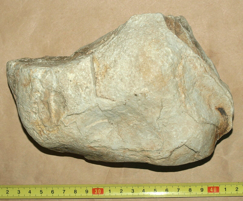 Silurian STROMATOLITE from Estonia