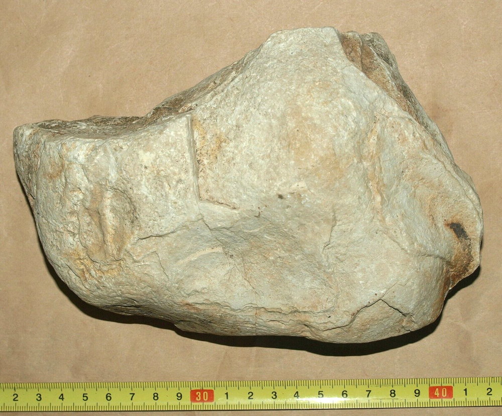 Silurian STROMATOLITE from Estonia