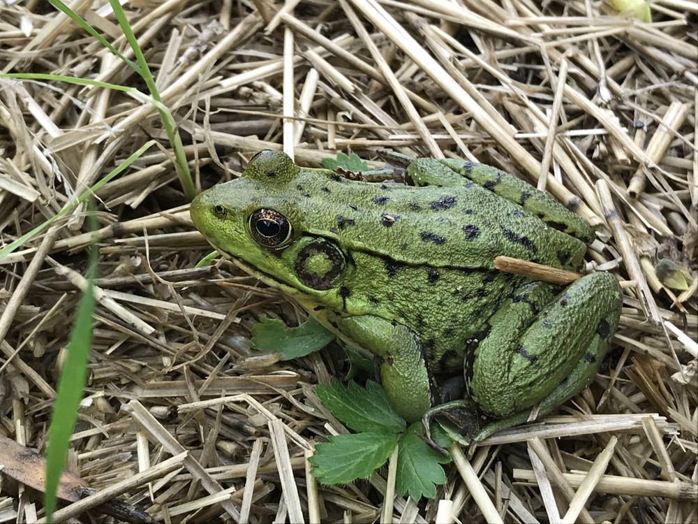 Vintage Sargent & Co. 6" Wing Divider - Compass Caliper Divider