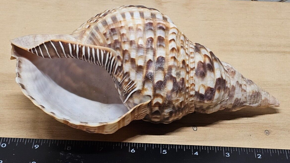 Large Triton Decorative Shell Seashell Table Top Centerpiece 7-8"