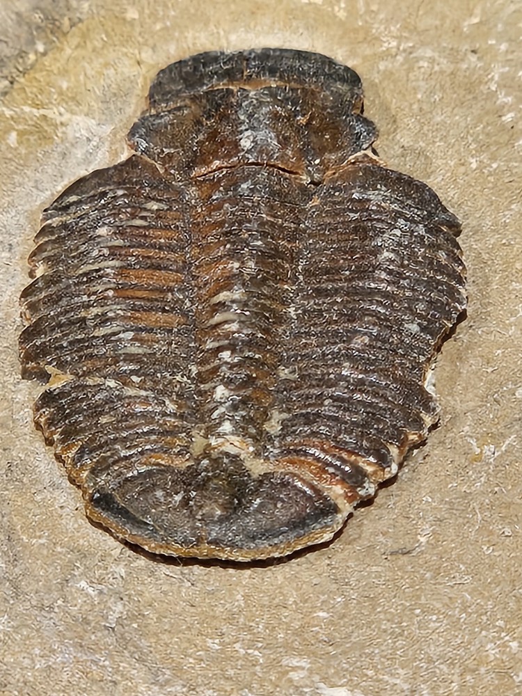TRILOBITE FOSSIL. VERY NICE