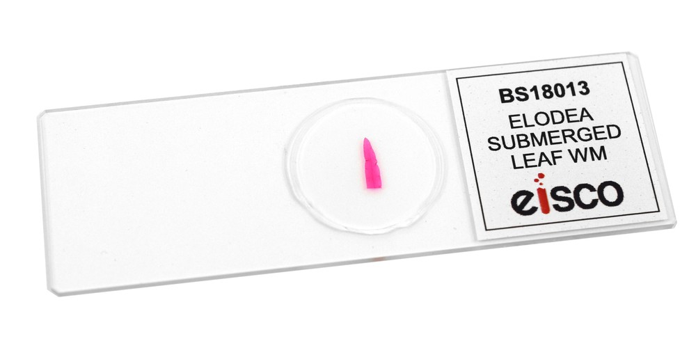 Submerged Leaf of Elodea - Prepared Microscope Slide - 75x25mm - Eisco Labs