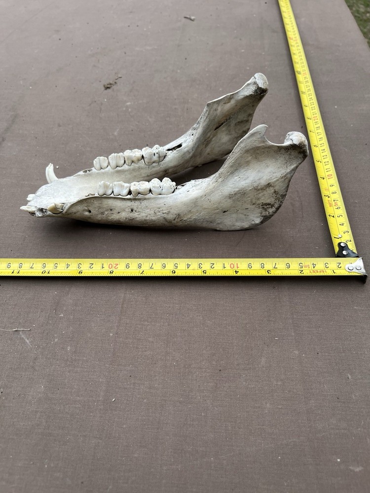 Real Lower pig hog Jaw Bone With Teeth