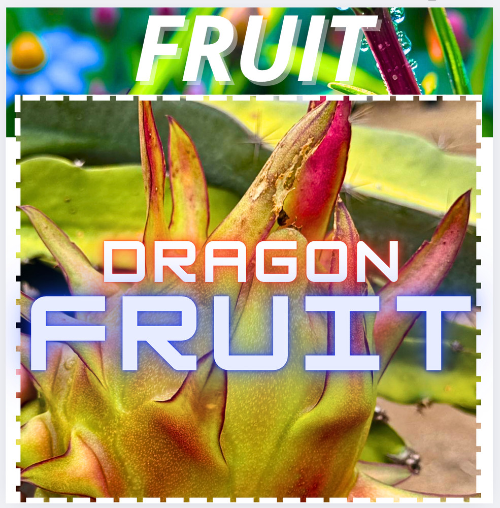 David Bowie Dragon Fruit STARTER