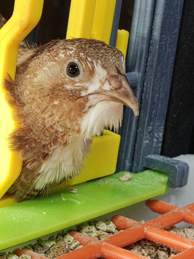 30+ Celadon Coturnix Quail Hatching Eggs