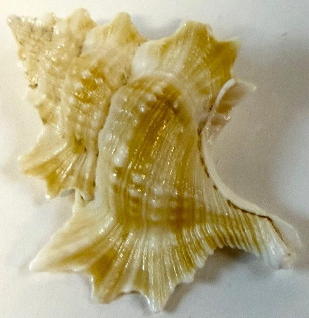 Biplex Perca 48.9mm Murex shell Indo-Pacific Collector specimen
