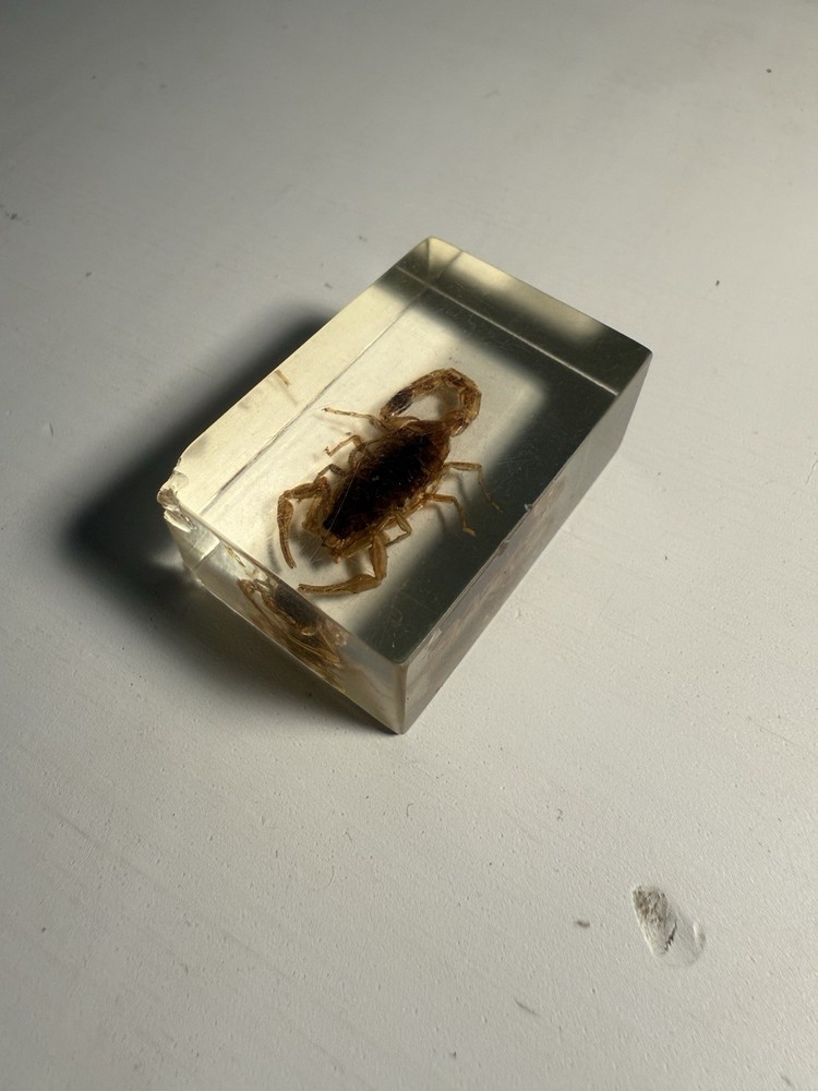 insect In Resin 7 X 4 Cm Scorpion