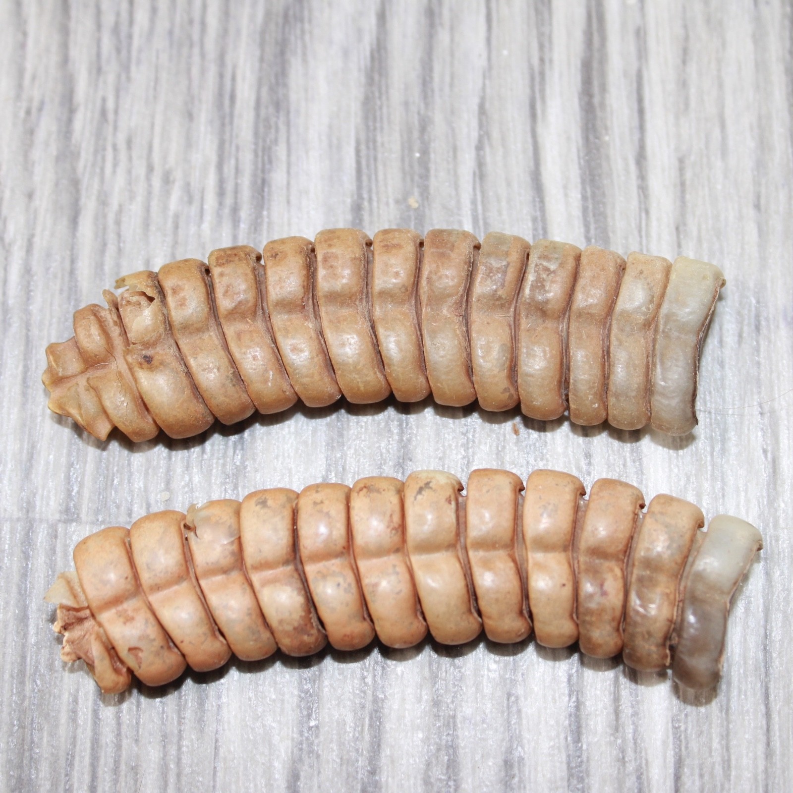 2 Extra Extra Large Rattlesnake Rattles  #7863    Taxidermy Diamondback Sidewind