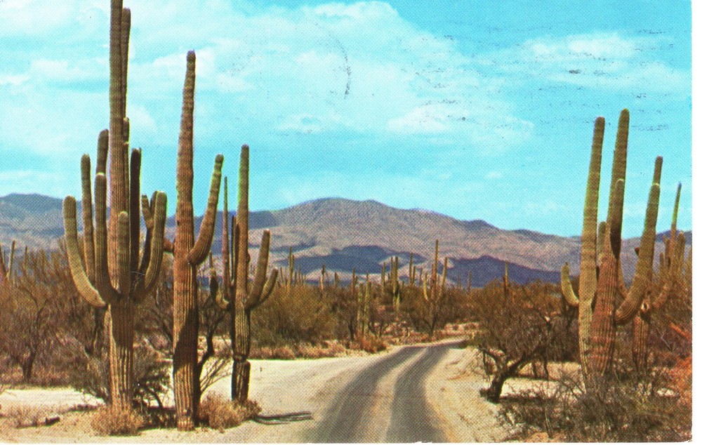 SABINO CACTUSES, TUCSON, AZ - PC4252