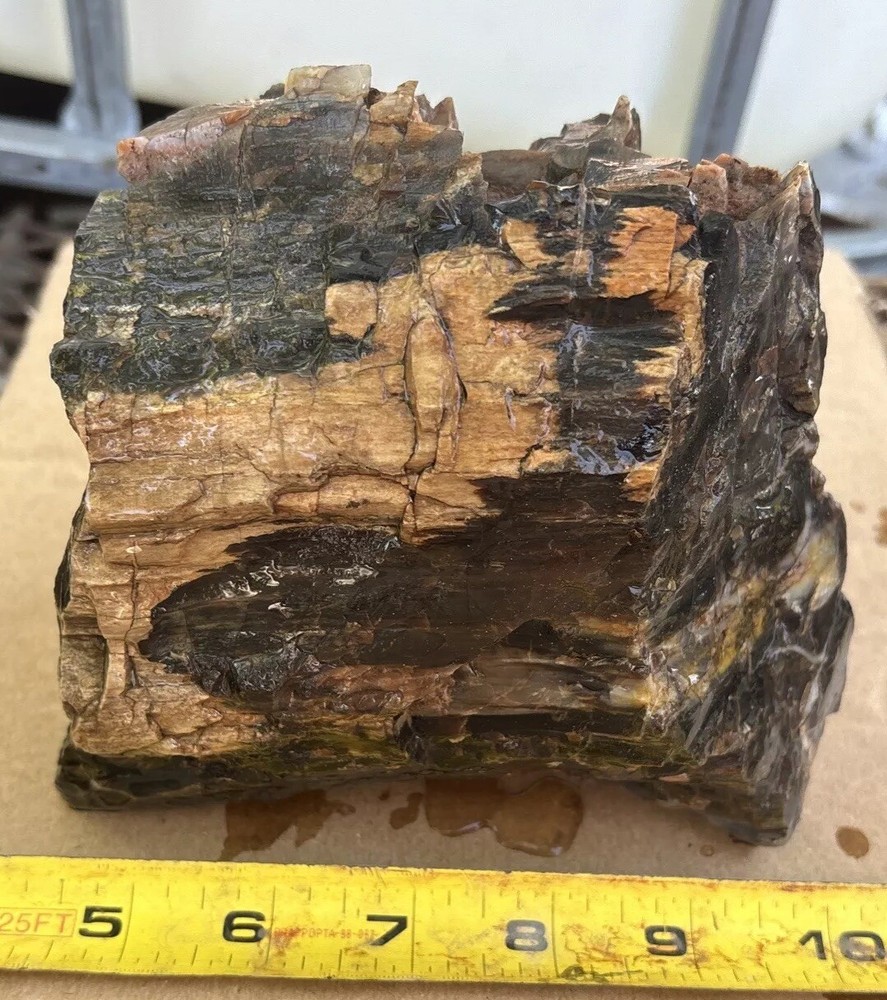 Colorful petrified wood