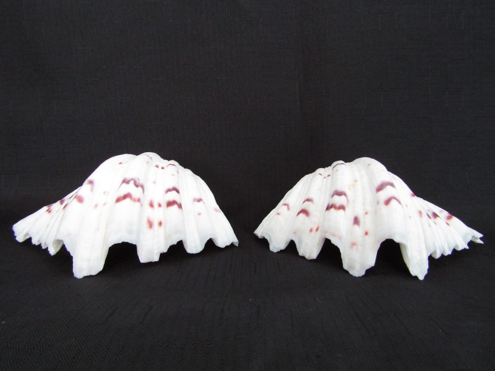 Genuine Bear Paw Hippopus Clam 6.5" x 5.5" Seashell EUC