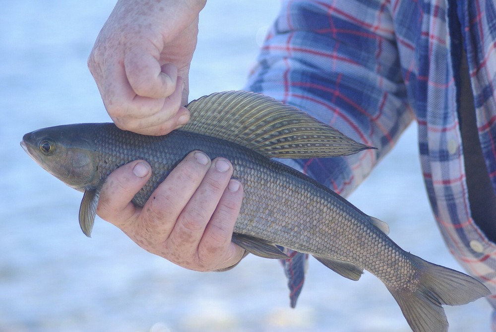Grayling Taxidermy Reference Photo Cd