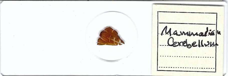 Mammalian Cerebellum Microscope Slide
