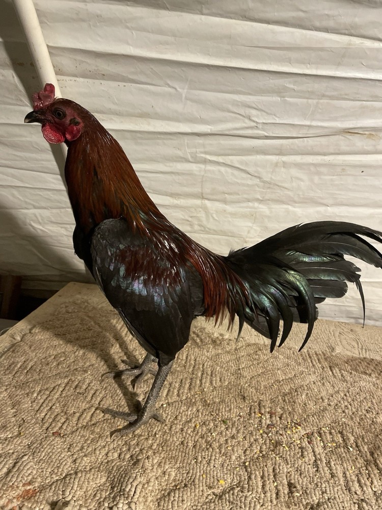 12+ Chicken Hatching Eggs