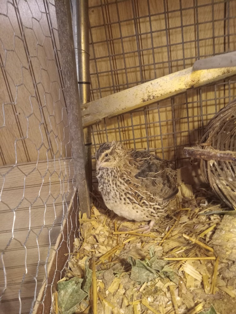 12 Jumbo Mix Coturnix Quail Hatching Eggs