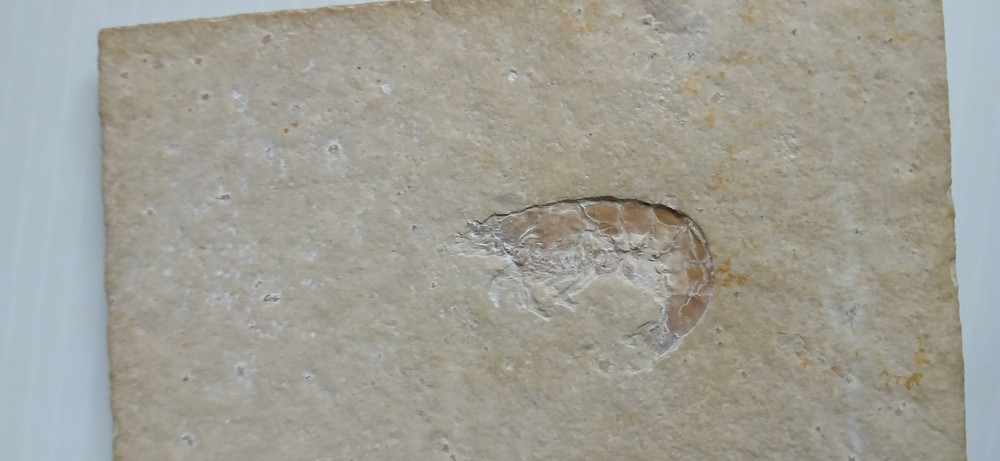 Shrimp Fossil