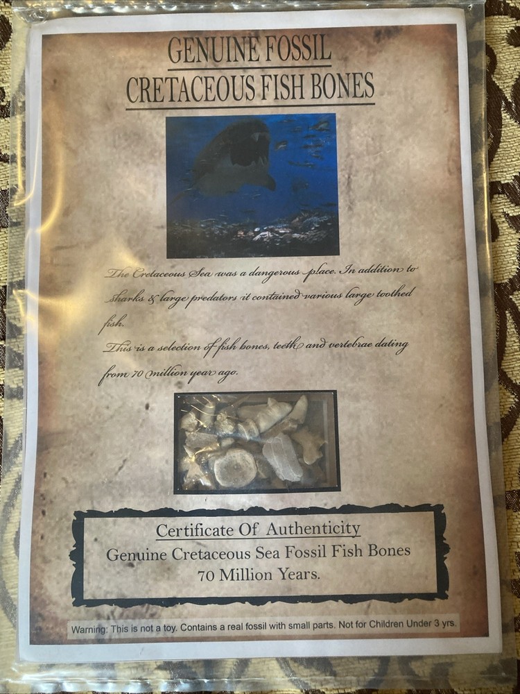 Fossil Cretaceous Fish Bones