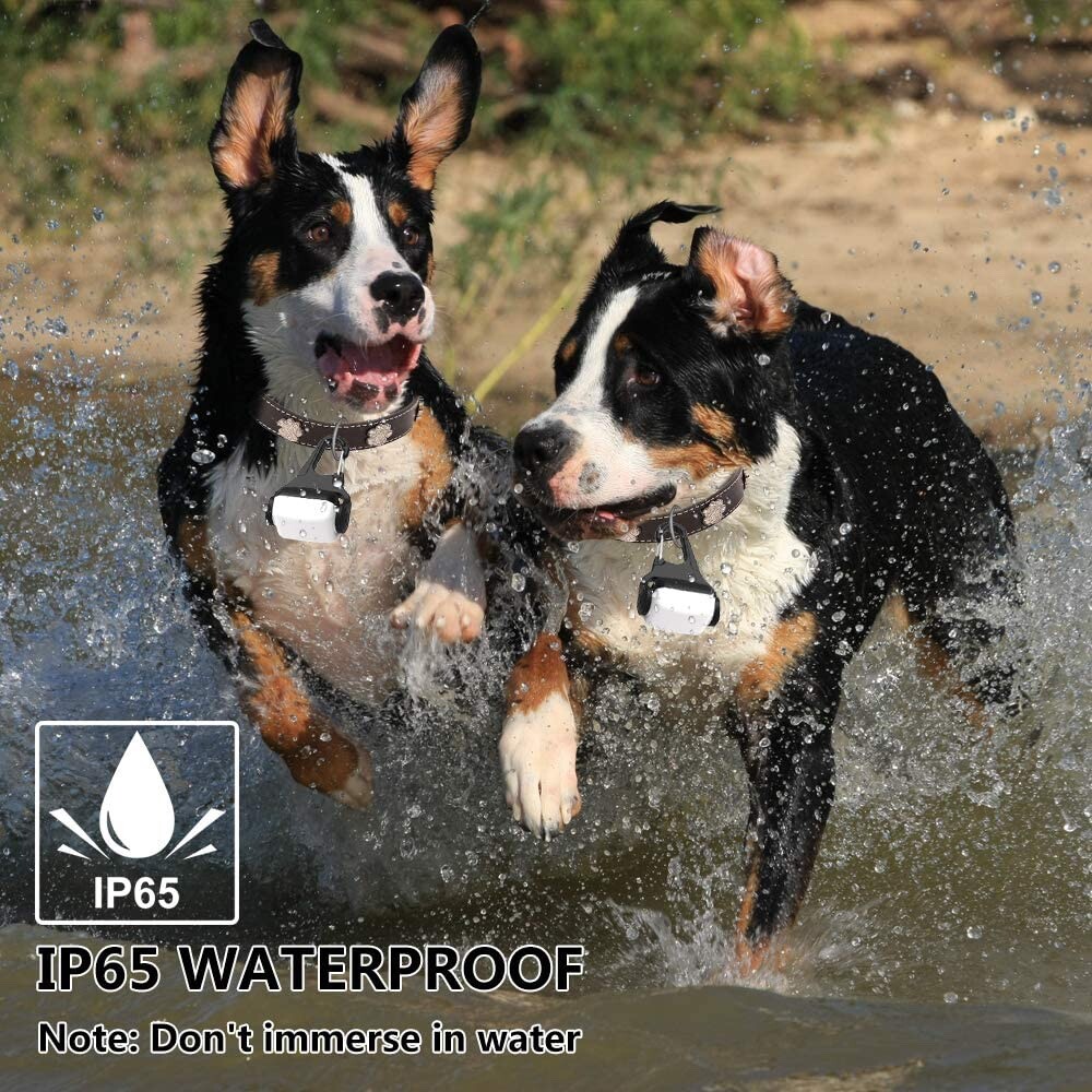 dog collar safety light, 2 pack