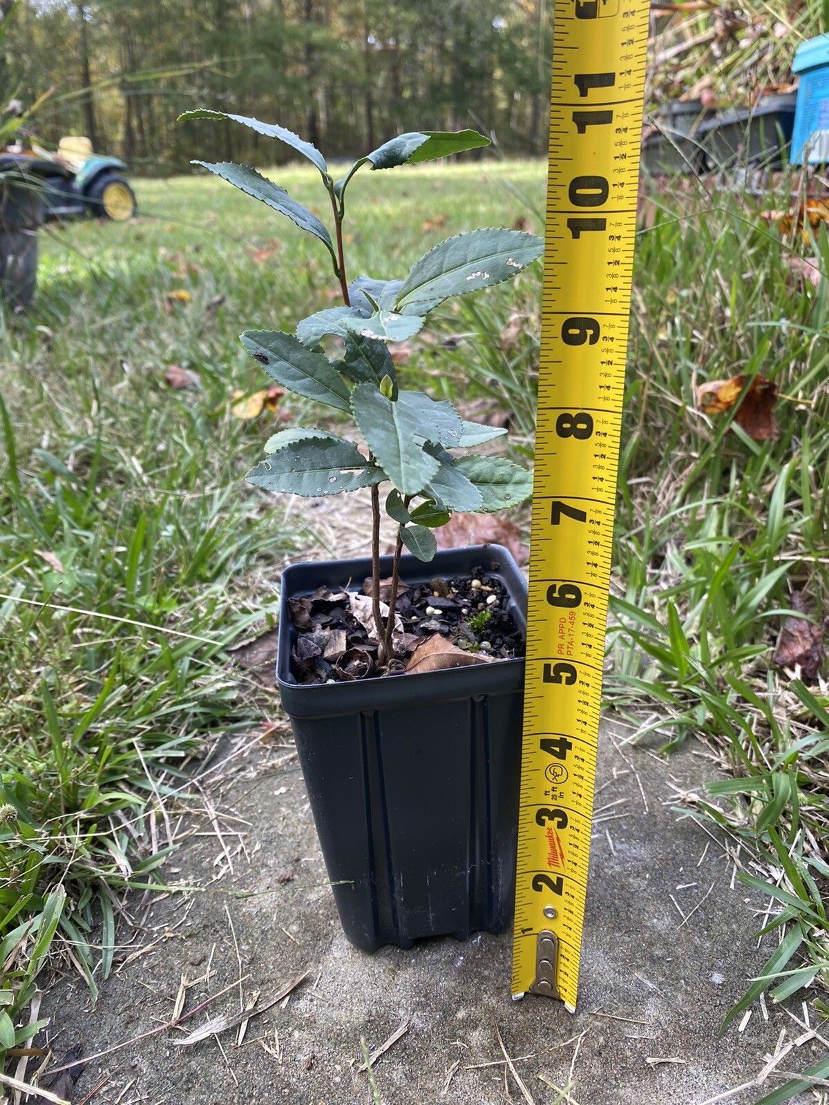 Tea Plant | Camellia sinensis | Black, Oolong, Green Tea