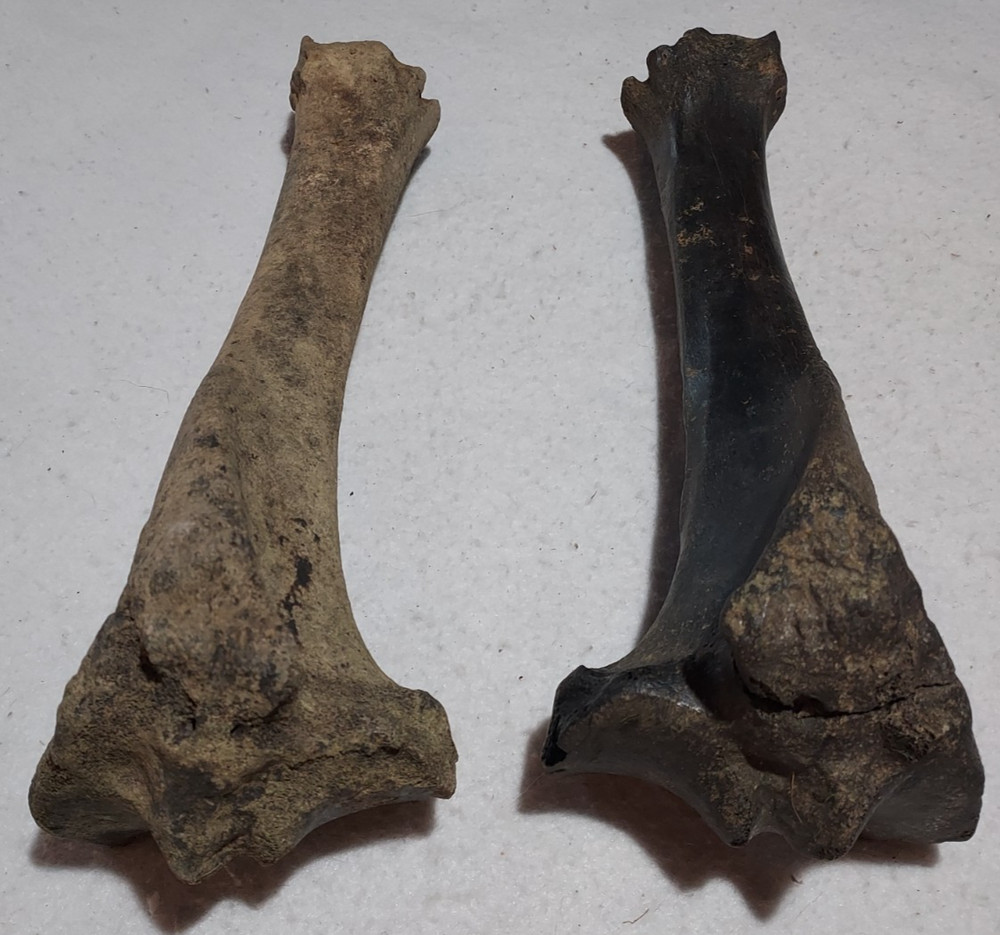 Bison Left & Right Tibia Bone Fossil from Ice Age