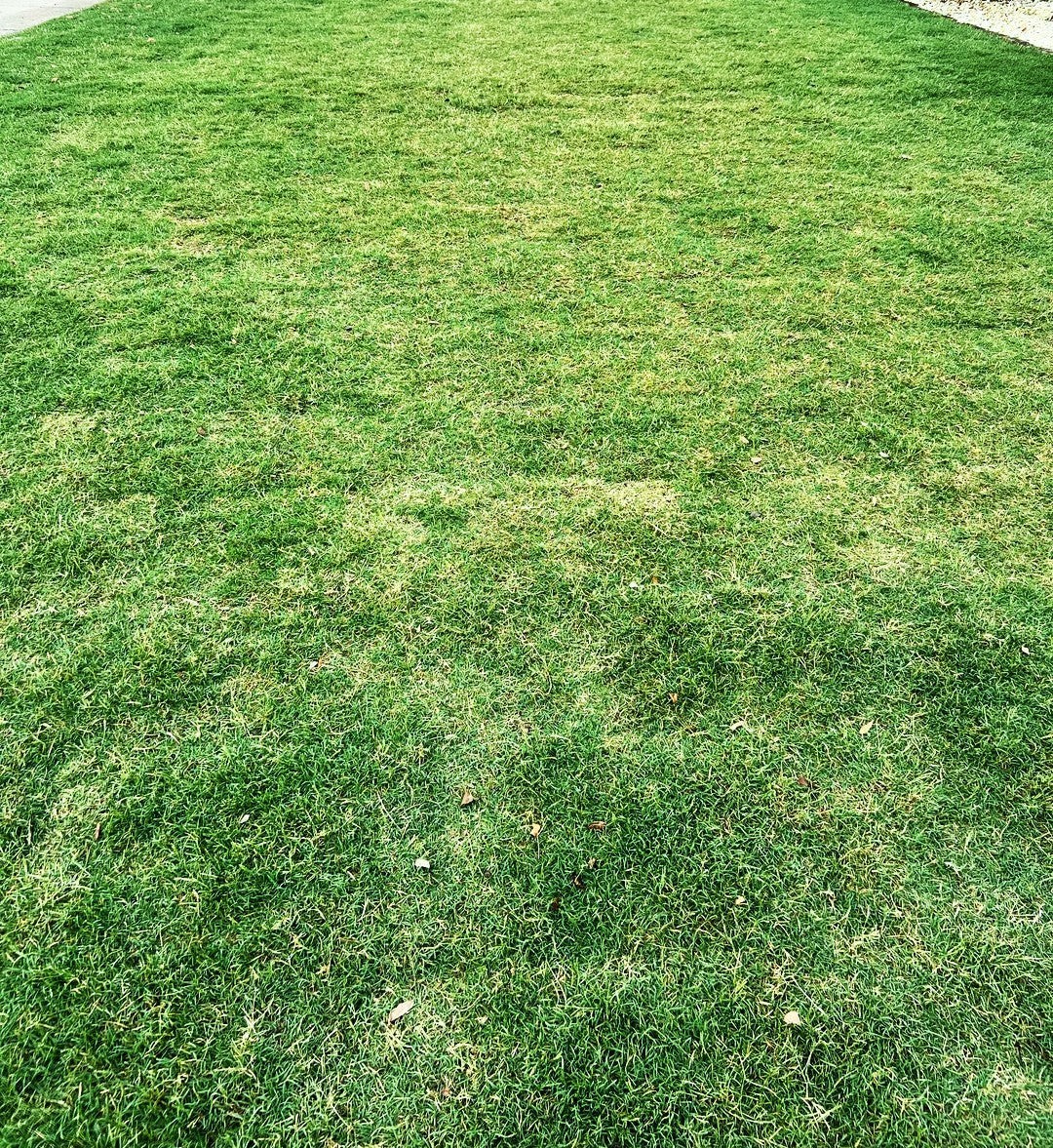 Bermuda Grass, Coated Unhulled Seeds - For 2026 Planting Warm Season