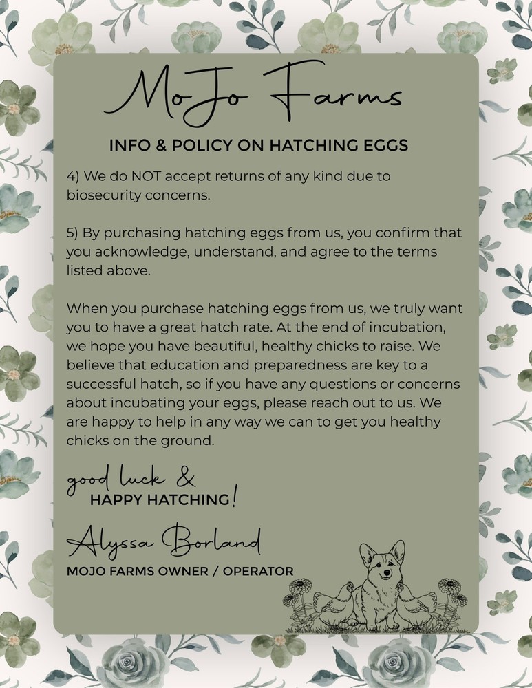 12+ BC1 BC2 Olive Egger Hatching Eggs NPIP Certified