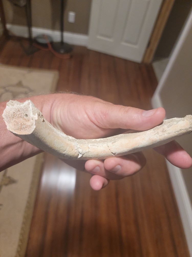 Prehistoric Turtle Jaw