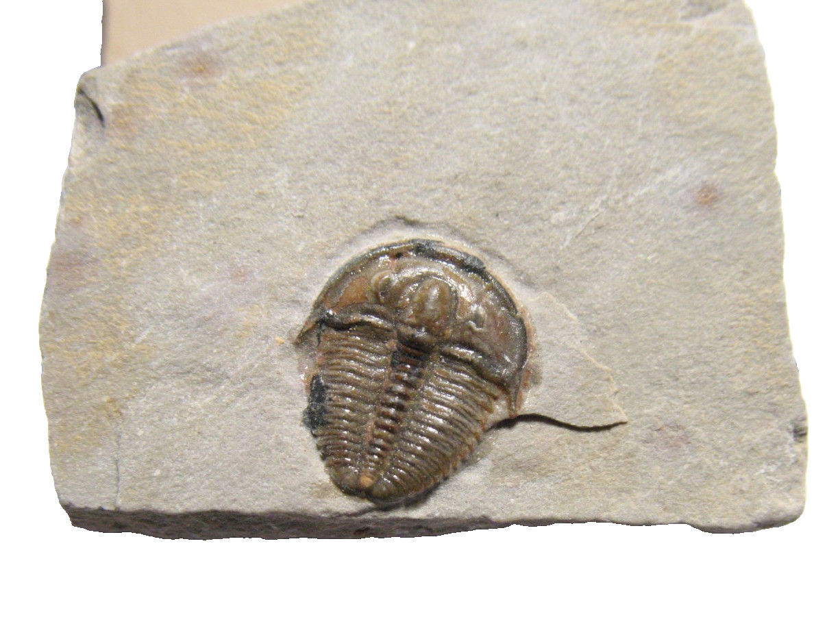 Cambrian Elrathia kingi trilobite fossil Wheeler Shale a little gem #G1