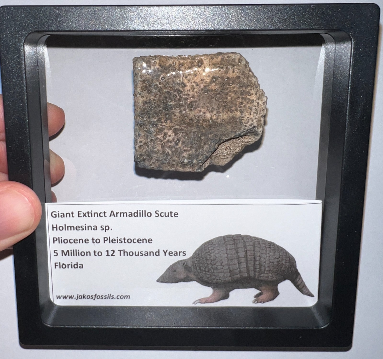 RARE Ice Age Fossil HOLMESINA GIANT ARMADILLO Scute Bone Armor Lot ONE PER ORDER