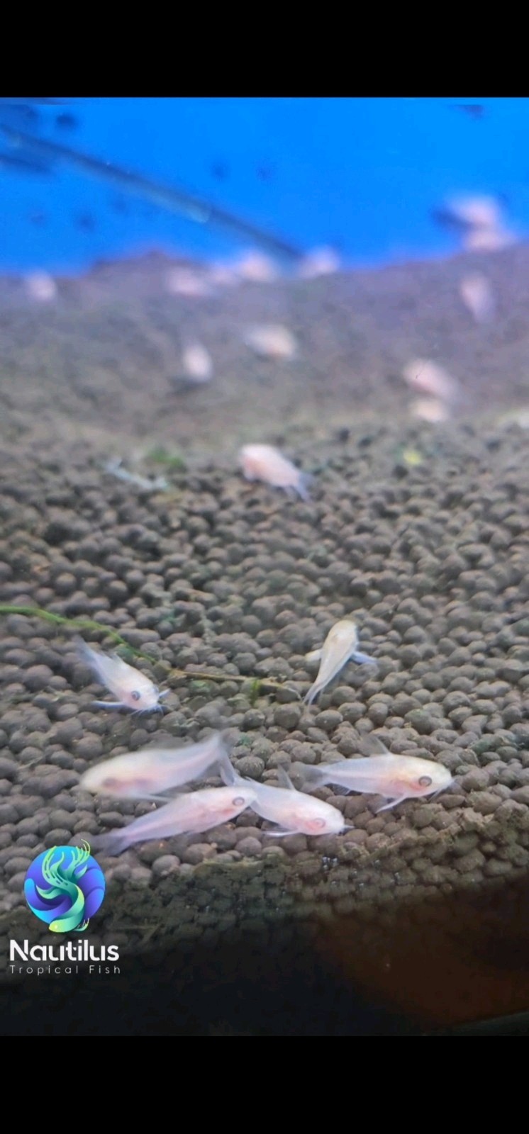 Albino Pygmy Cory - Corydoras pygmaeus  Albino- Tank Breed - We combine Shipping
