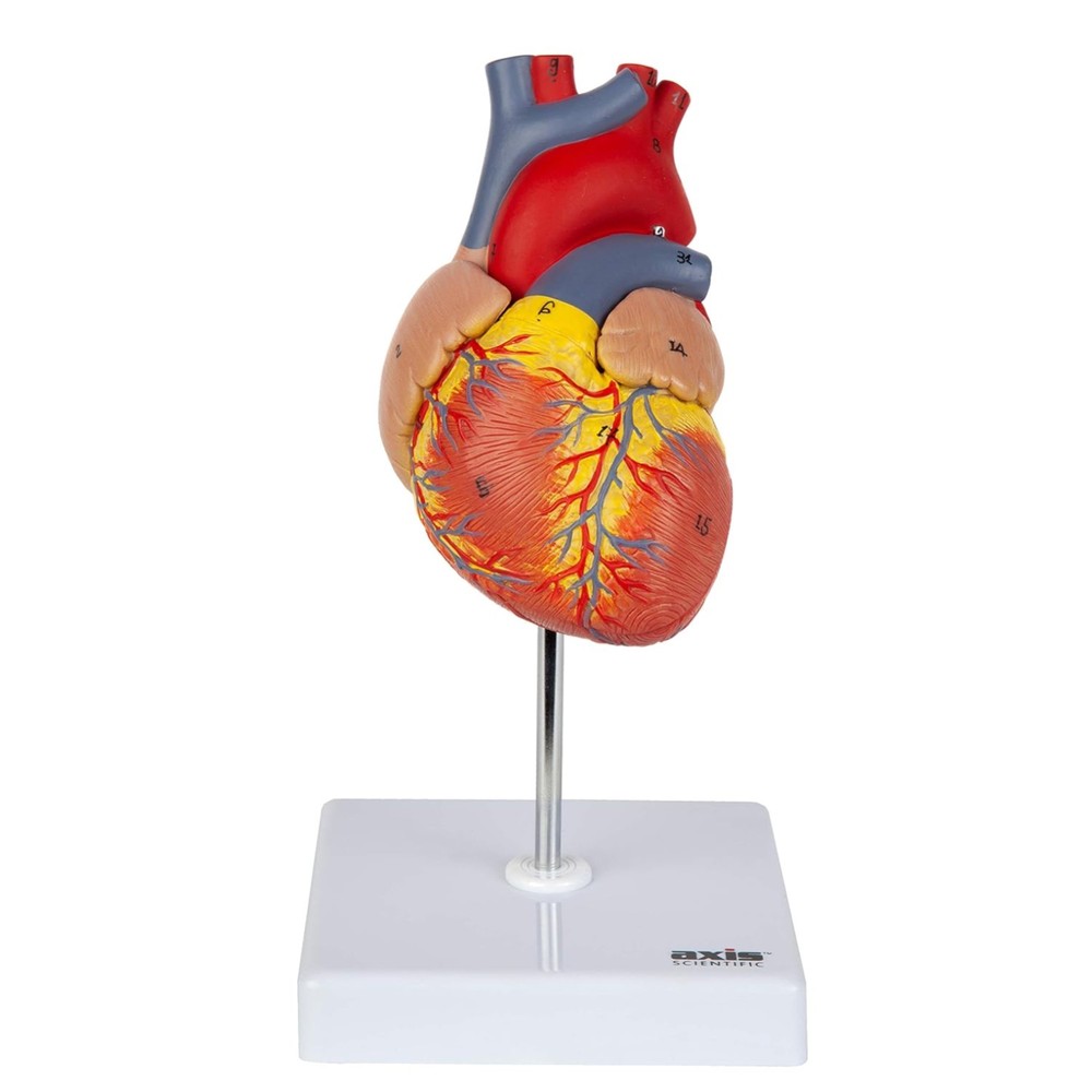 Lifelike Human Heart Model - Educational Kit