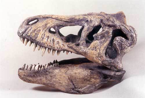T-REX DINOSAUR  SKULL REPLICA