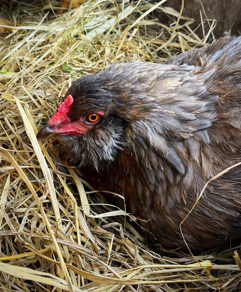 18+ Multi-Generational Olive Egger Hatching Eggs F1-F3
