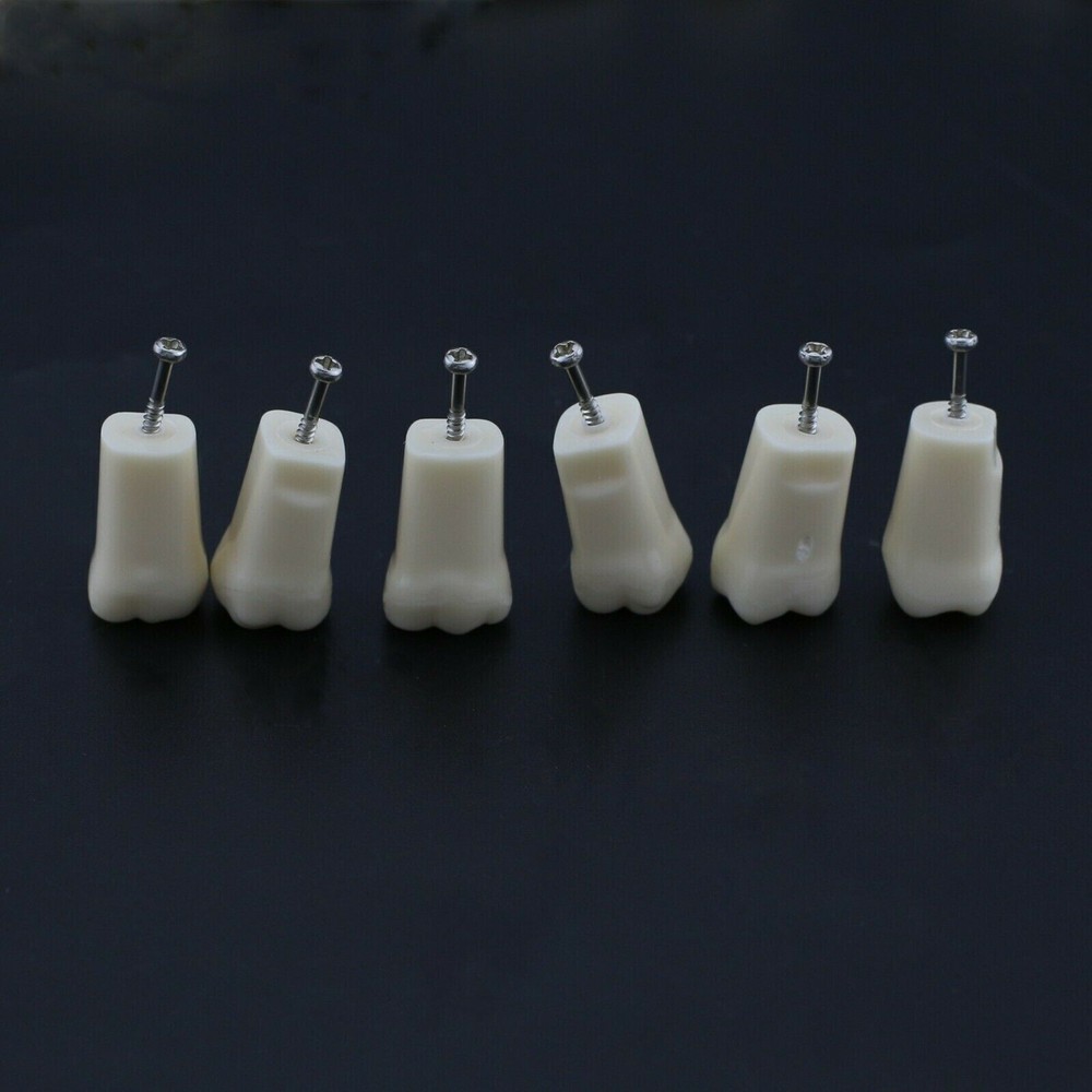 28 Screw-in Teeth Dental Typodont Model Replacement Practice Study Tooth Model