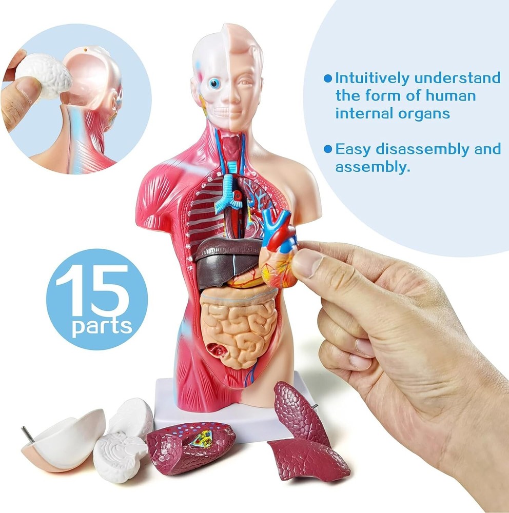 Interactive 10.5-Inch Human Anatomy Torso Model - Perfect for Learning