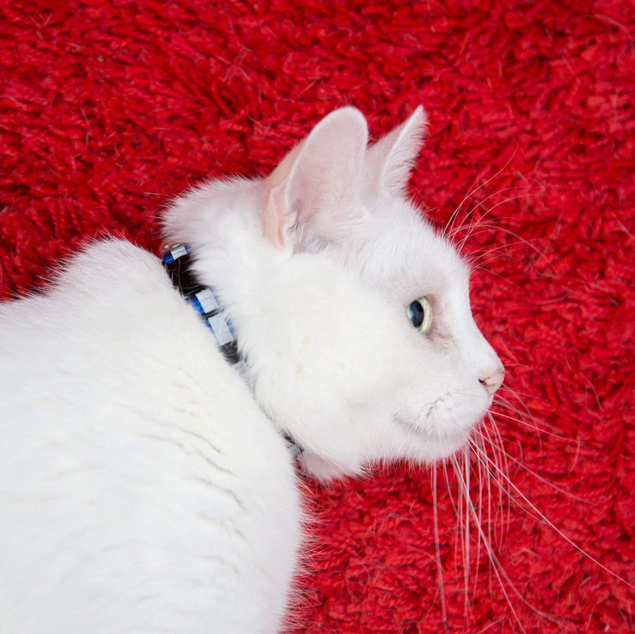 Cat Collar With Bell 6 Pack Durable Breakaway Adjustable Reflective Cat Collars.