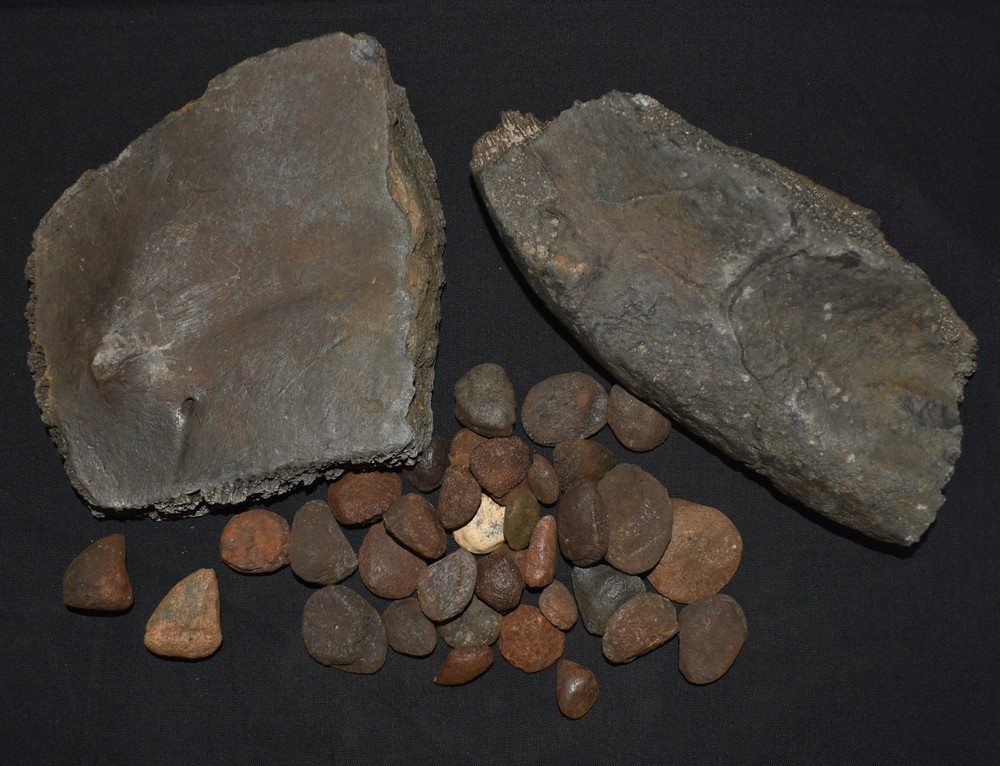 HUGE Fossil GIANT TORTOISE SHELL SECTIONS W/ 30 Osteoderms and 2 Fighting Spurs
