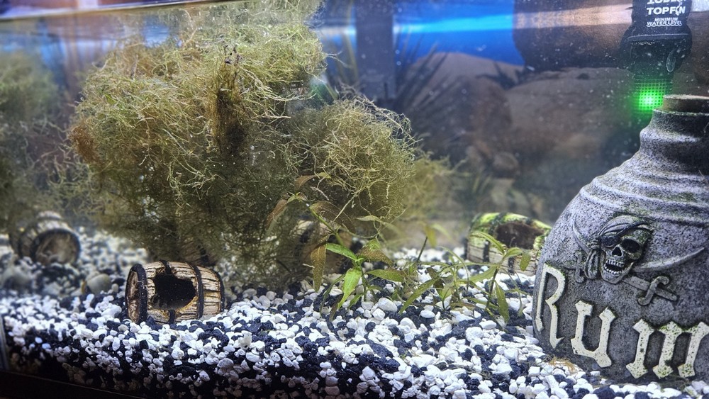 JAVA MOSS LIVE AQUATIC Nestling Plant Refuge Aquascaping... 2 Oz