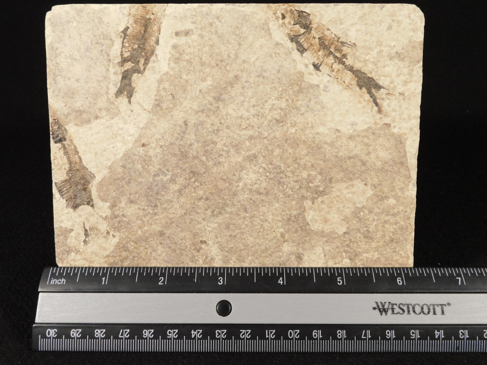 THREE! 50 Million Year Old Knightia FISH Fossils From Fossil LAKE Wyoming 355gr