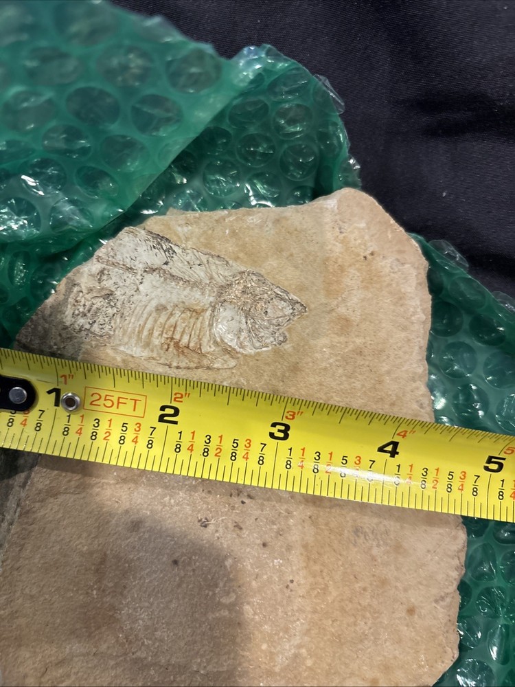 Partial Fossil Fish